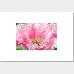 Tulipa  'Pink Fountain'  Tulip  Fringed Group Posters and Art